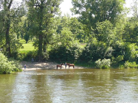 plavení koní na Vltavě