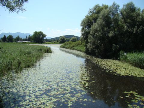 jezero v zeleném převleku
