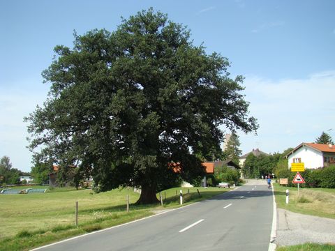 památný dub u vesnice Hirnsberg