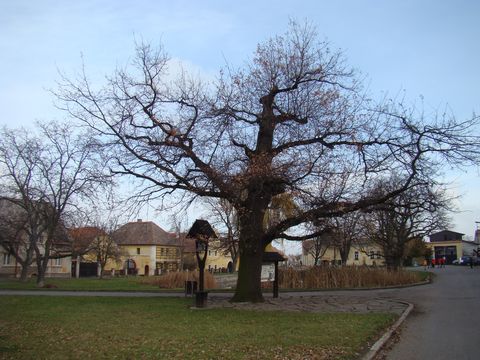 náves v Třebízi - nechybí zvonička ani strom-starosta