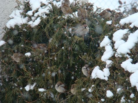vrabci se ukrývají před hustým snězením