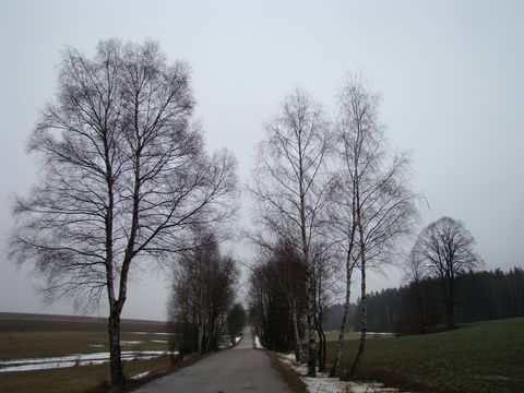 silnička v okolí Polné