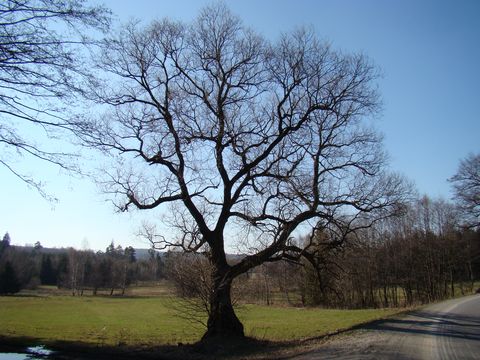 strom u staré stezky