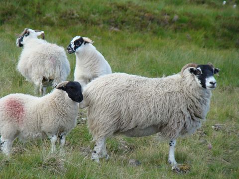ovce jsou v klidu