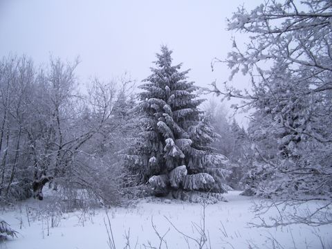 stromy v zimě I.