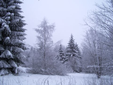 stromy v zimě II.