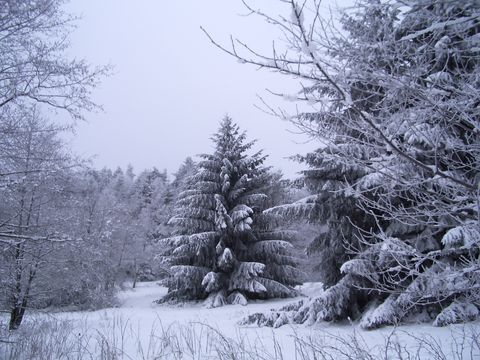 stromy v zimě III.