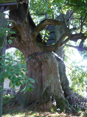spodní část stromu má obvod téměř 9 m