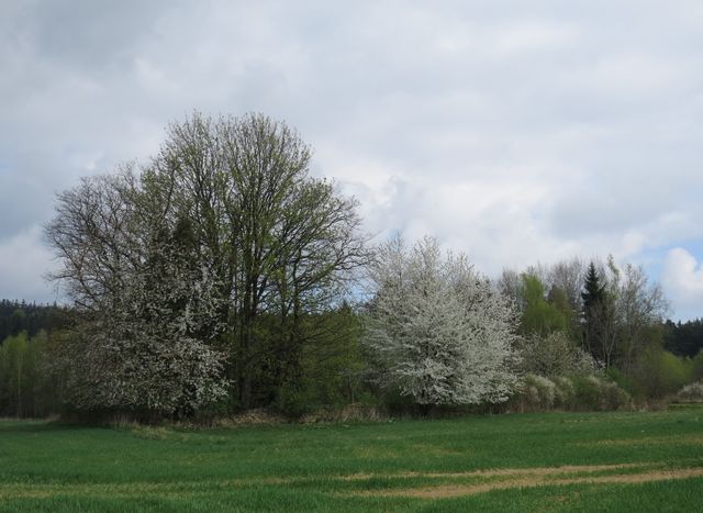 židovský hřbitov je zjara ozdoben tisíci voňavých květů; www.svatosi.cz