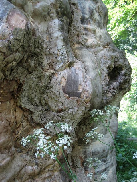 síla kůry a dřeva dutého stromu je asi 25 cm