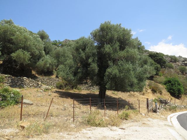 nekonečné olivové háje