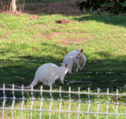 bílí klokani v soukromé ZOO na okraji Duchcova