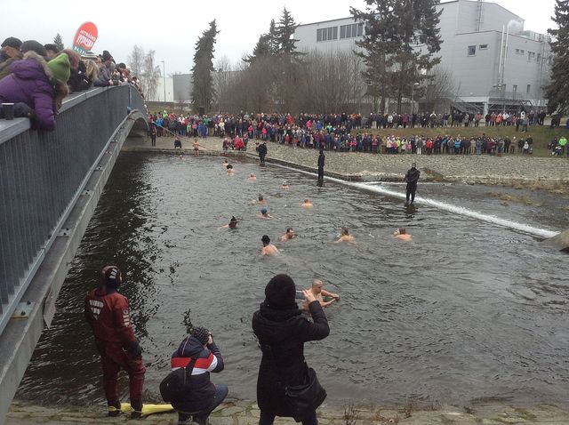 novoroční plavání na řece Jihlavě; foto Jiří Palán