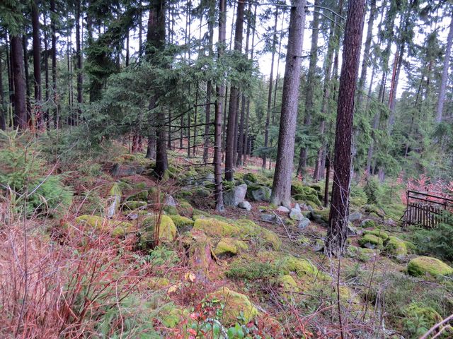 les na svahu masivu Čeřínku les na svahu masivu Čeřínku