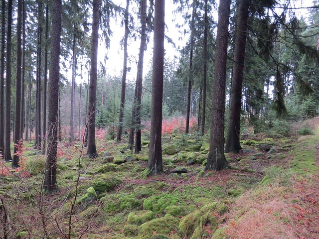 tak hezky je v lesích na Čeřínku; www.svatosi.cz tak hezky je v lesích na Čeřínku; www.svatosi.cz