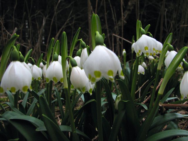 po odkvětu bledulí patří bylinné patro dalším druhům rostlin; foto F. Janeček