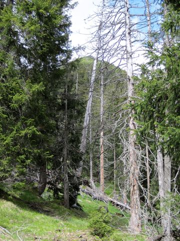 za tímto zeleným kopem je ještě jeden skalnatý - tam je Pleisspitze