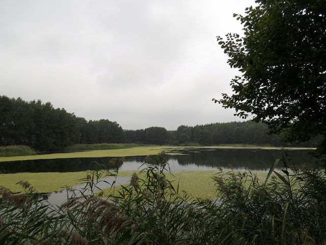 Kamenický rybník