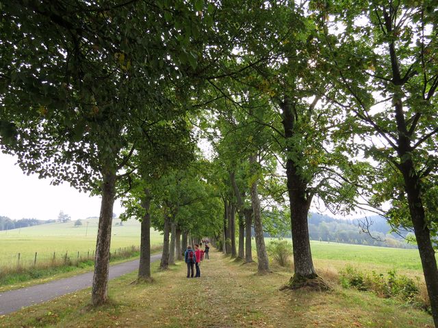 lipová alej vede k Hoře Matky Boží lipová alej vede k Hoře Matky Boží