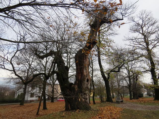 jedlý kaštan v parku v Nasavrkách - strom z původní výsadby na konci 18. století
