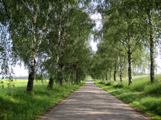 alej mezi Holušicemi a Speřicemi alej mezi Holušicemi a Speřicemi