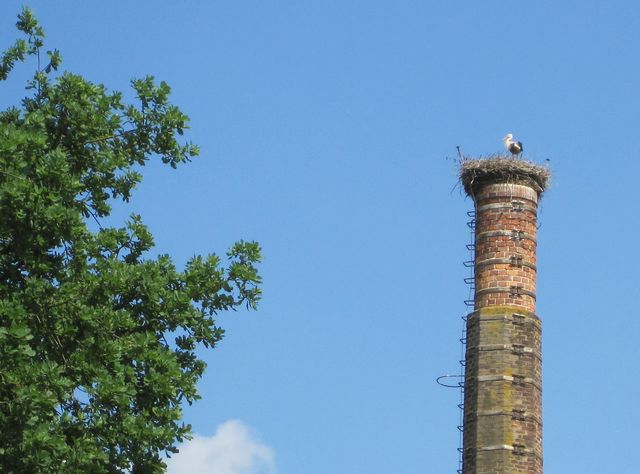 čápi pravidelně hnízdí na komíně v centru Lhotic čápi pravidelně hnízdí na komíně v centru Lhotic