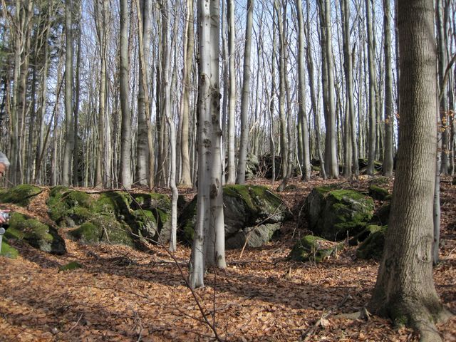 les na Velkém Špičáku