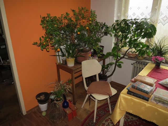 v bytě výtvarnice Lidmily Dohnalové dozrávají mandarinky a kvete citroník