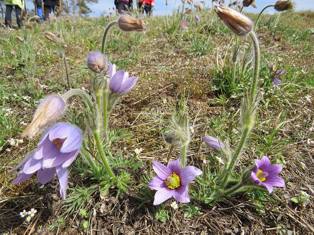 koniklece velkokvěté už pomalu odkvétaly koniklece velkokvěté už pomalu odkvétaly