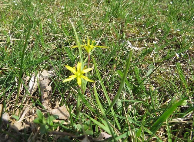 křivatec na loukách v okolí Trnavy křivatec na loukách v okolí Trnavy