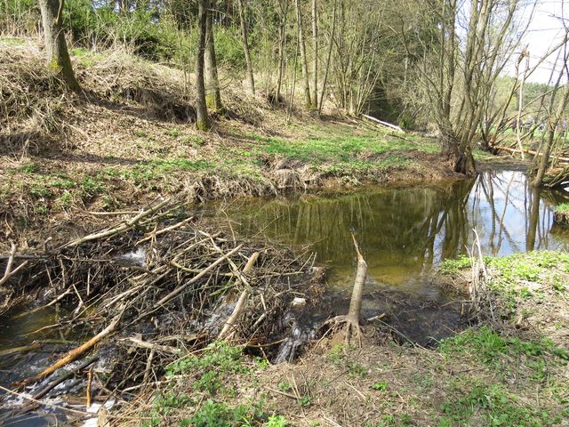 bobří hráz na potoce bobří hráz na potoce