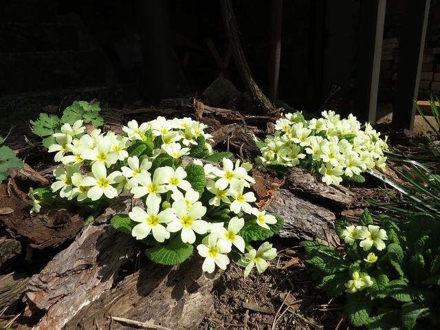 trnavské lesní zlato trnavské lesní zlato