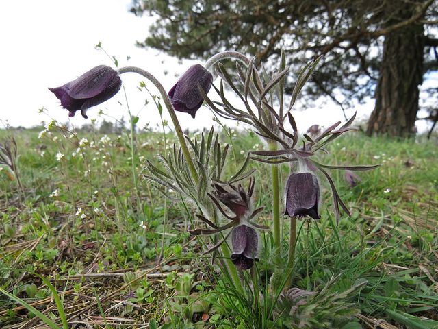 koniklece luční na Klučovském kopci koniklece luční na Klučovském kopci