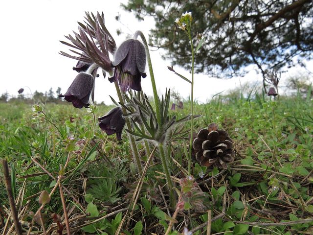 koniklece byly v plném květu koniklece byly v plném květu