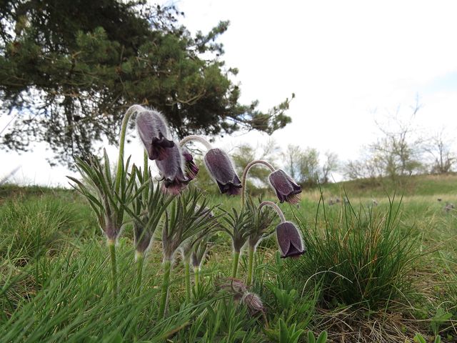 koniklece luční rostou na suchomilných trávnících koniklece luční rostou na suchomilných trávnících