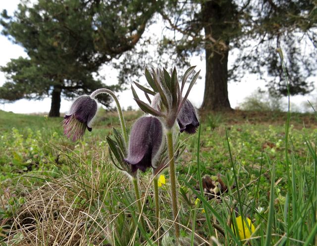 koniklece luční s aristokratickým vzezřením; www.svatosi.cz koniklece luční s aristokratickým vzezřením; www.svatosi.cz