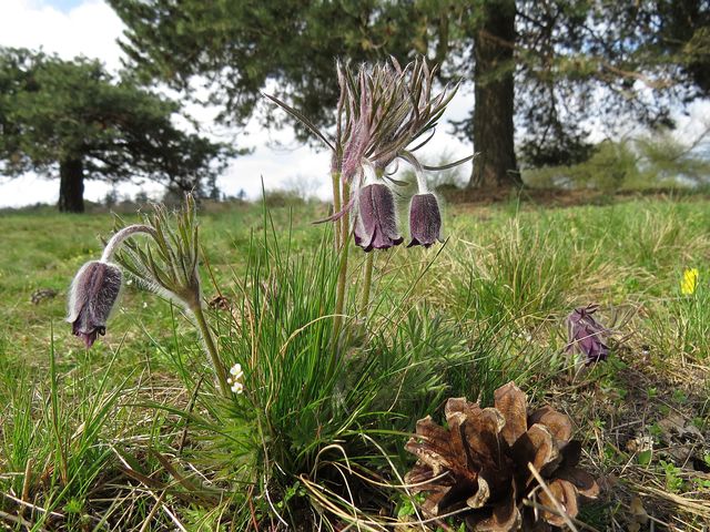 bývalá pastvina se udržuje kosením bývalá pastvina se udržuje kosením