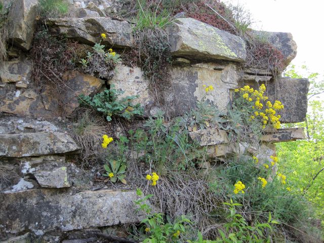 zbytky zdí Templštejna ozdobené jarní květenou