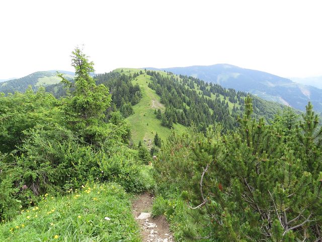 výhled ze svahu Rakytova na vrchol Tanečnice (1 462 m)